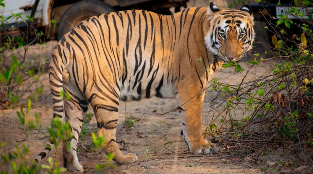 Corporate Retreats in Tadoba