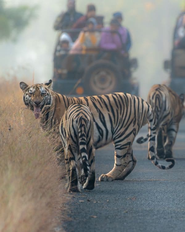 Tiger in the wild