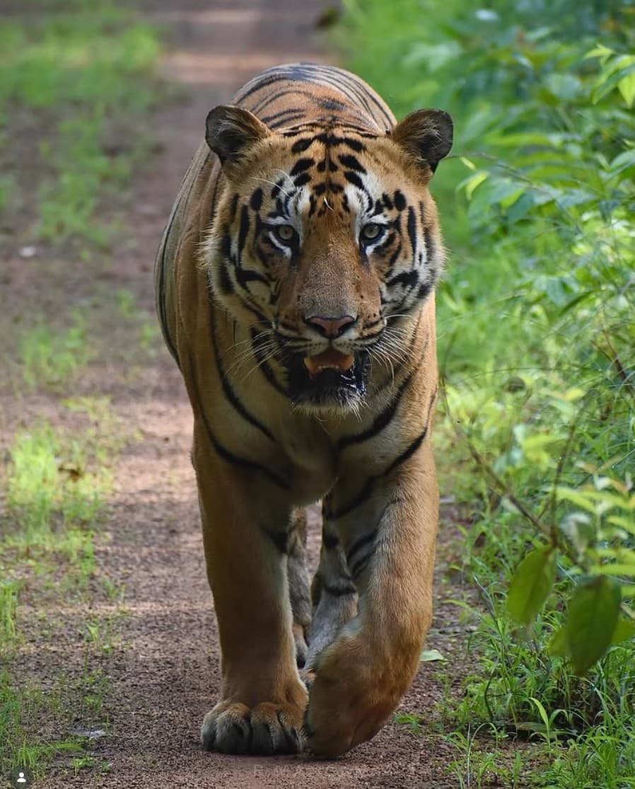 Bajrang Jr - tiger portrait