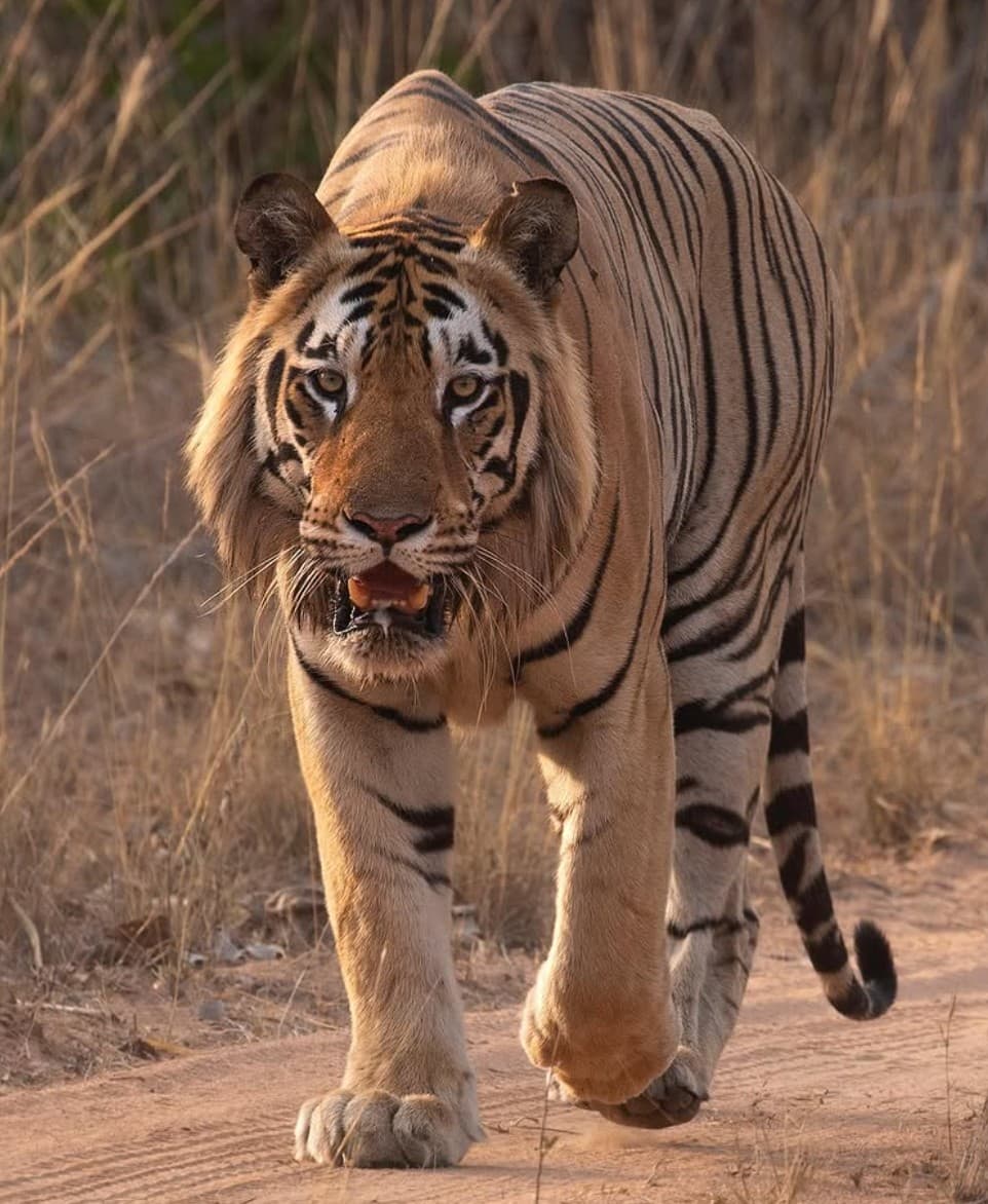 Dadhiyal - tiger face