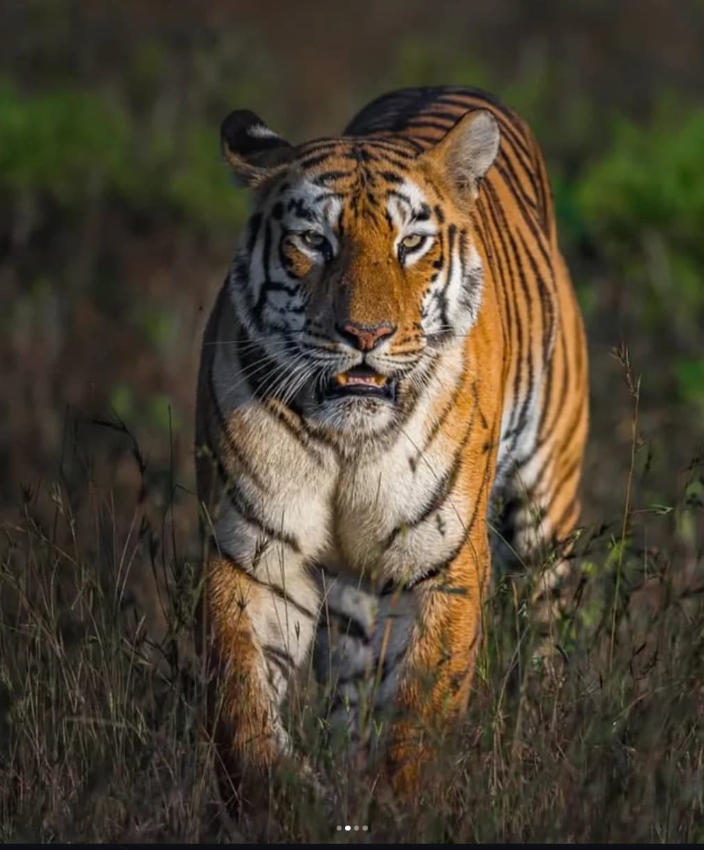 Maya - tiger face