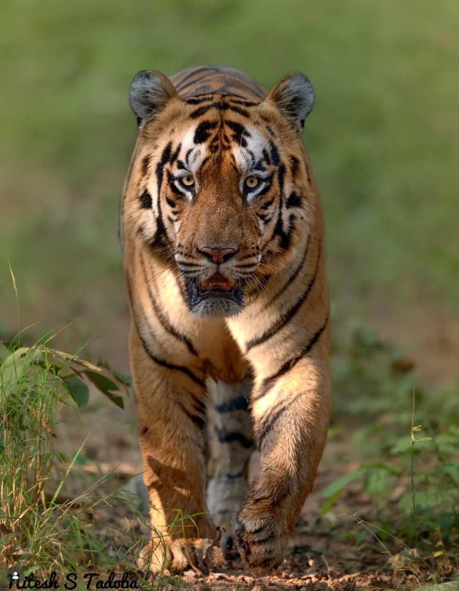 Shambhu - tiger headshot