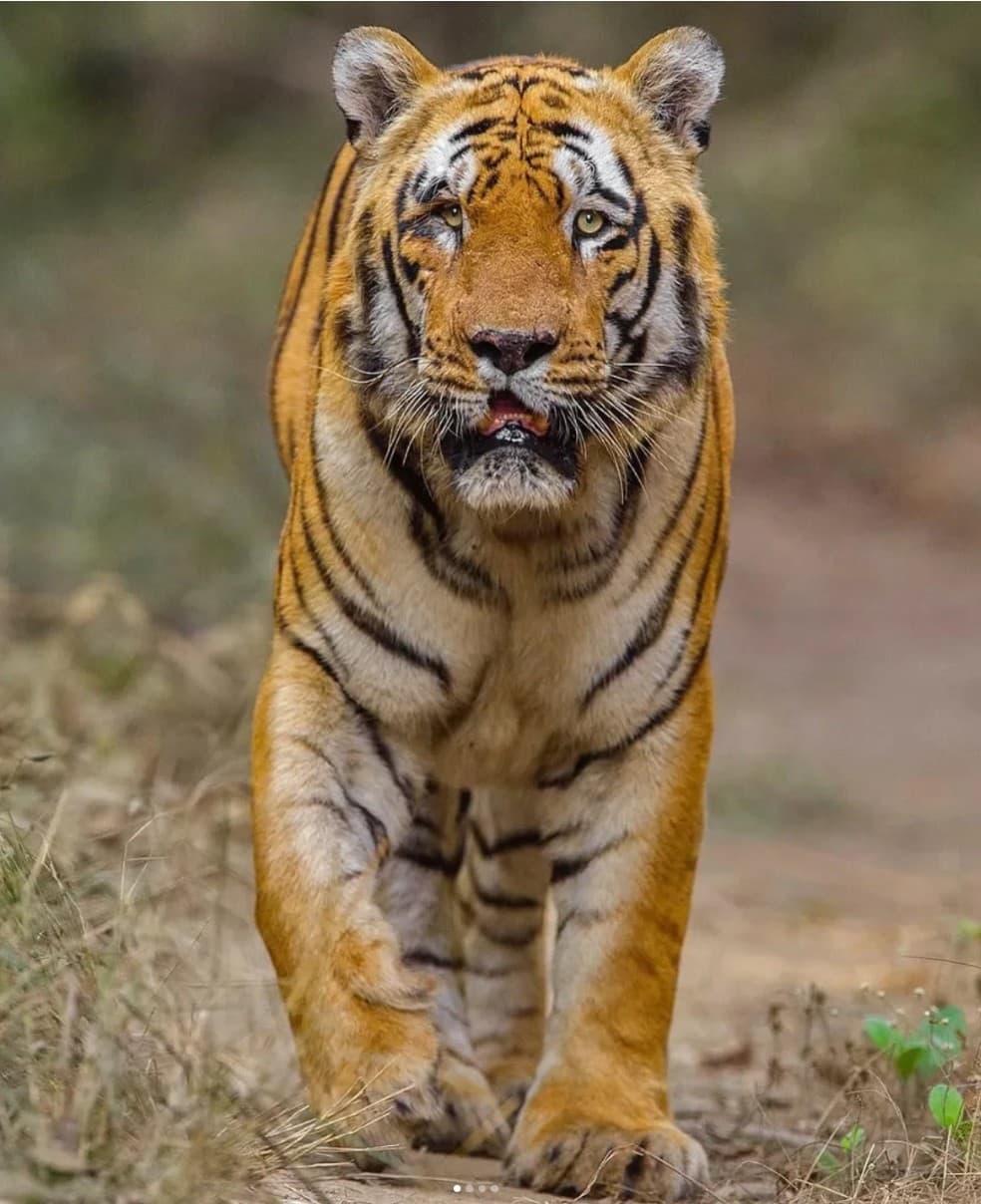 Waghdoh - tiger headshot