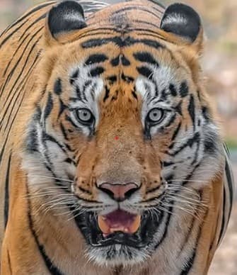 A headshot of Bajrang, a tiger in Tadoba.