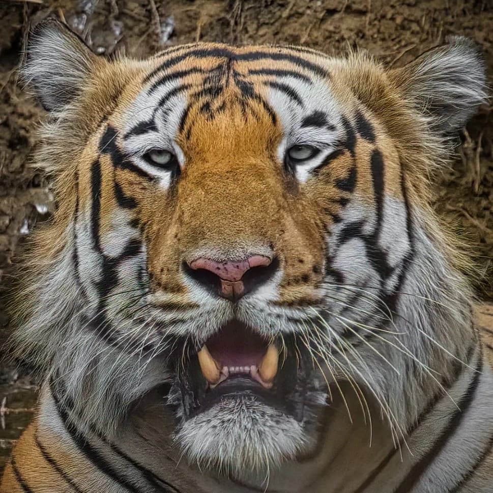 A headshot of Balram, a tiger in Tadoba.