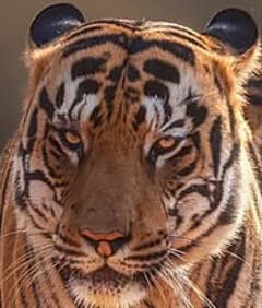 A headshot of C1, a tiger in Tadoba.