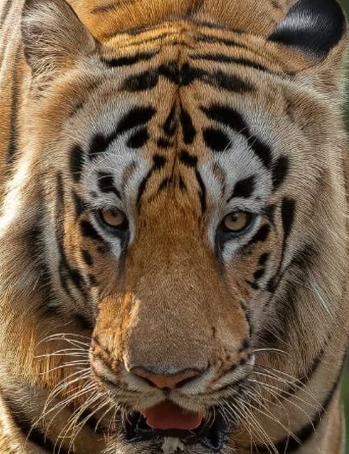 A headshot of Chota Dadhiyal, a tiger in Tadoba.