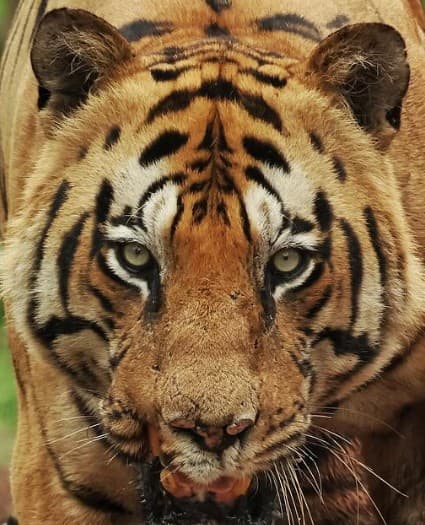 A headshot of Chota Matka, a tiger in Tadoba.