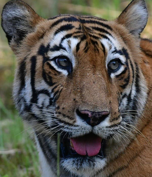 A headshot of Choti Tara, a tiger in Tadoba.