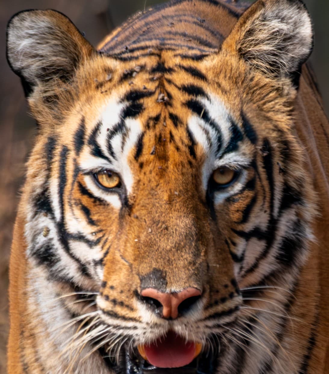A headshot of K-mark, a tiger in Tadoba.
