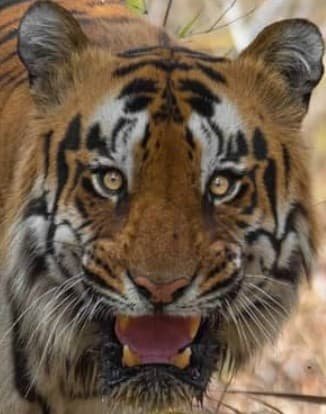 A headshot of Khali, a tiger in Tadoba.