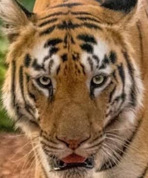 A headshot of Lara, a tiger in Tadoba.