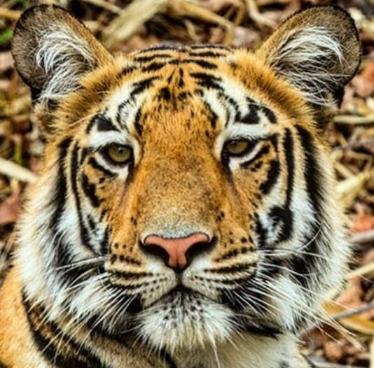 A headshot of Madhuri, a tiger in Tadoba.