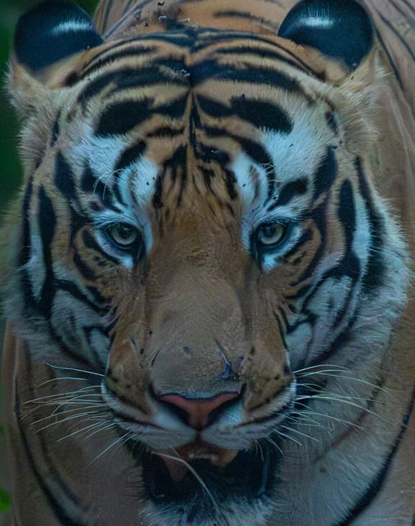 A headshot of Mama, a tiger in Tadoba.
