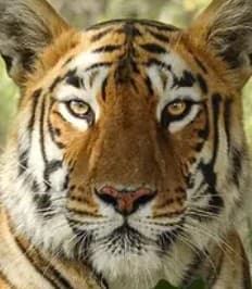 A headshot of Maya, a tiger in Tadoba.