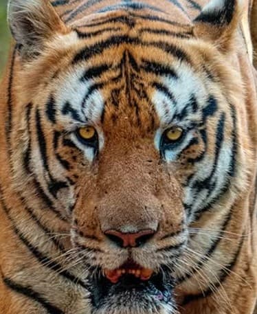 A headshot of Mowgli, a tiger in Tadoba.