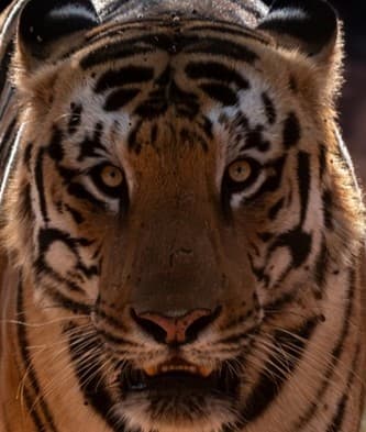 A headshot of Mowgli Jr, a tiger in Tadoba.