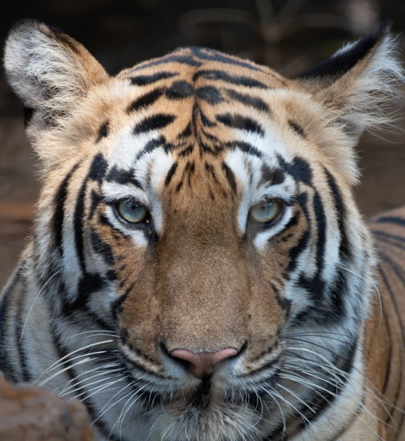 A headshot of Nayantara, a tiger in Tadoba.