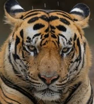A headshot of Raka, a tiger in Tadoba.