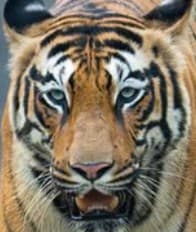 A headshot of Roma, a tiger in Tadoba.