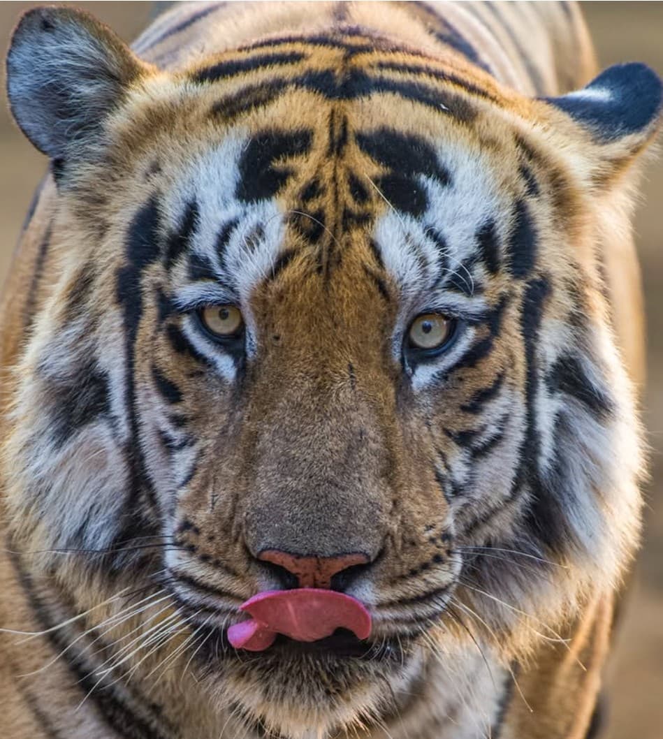 A headshot of Shambhu, a tiger in Tadoba.