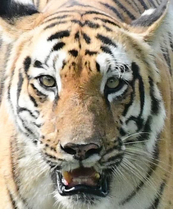 A headshot of Sonam, a tiger in Tadoba.