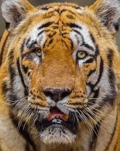 A headshot of Waghdoh, a tiger in Tadoba.